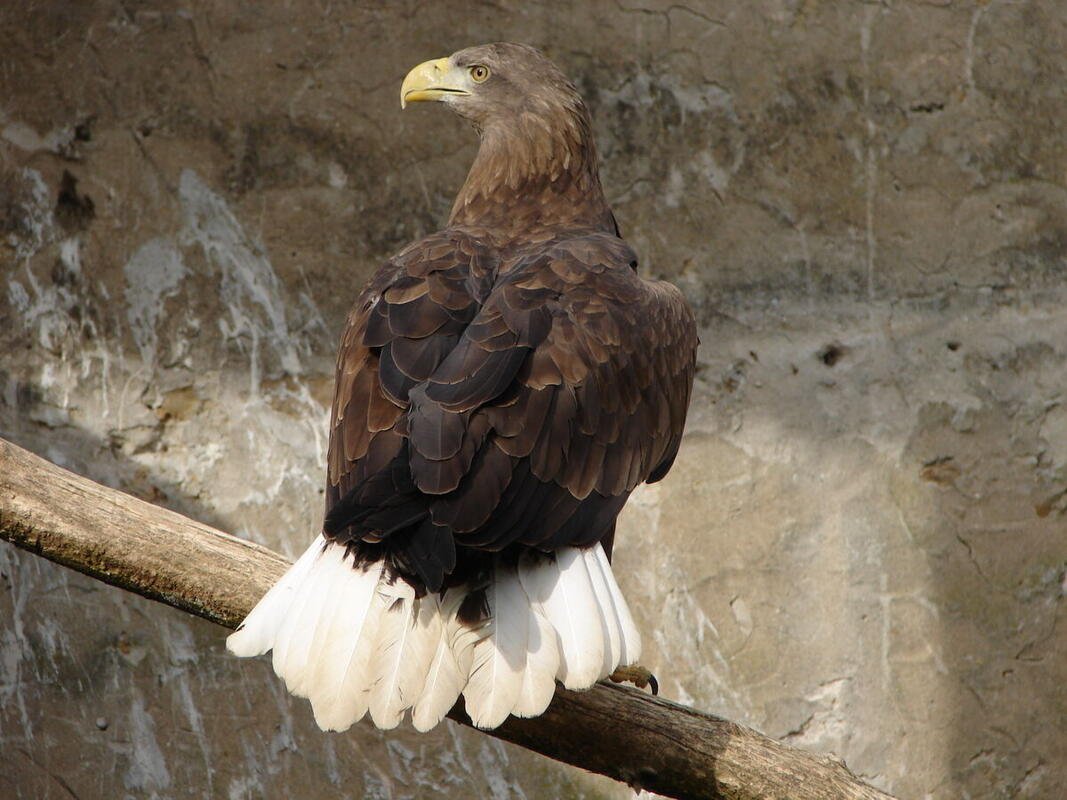 Aigle
