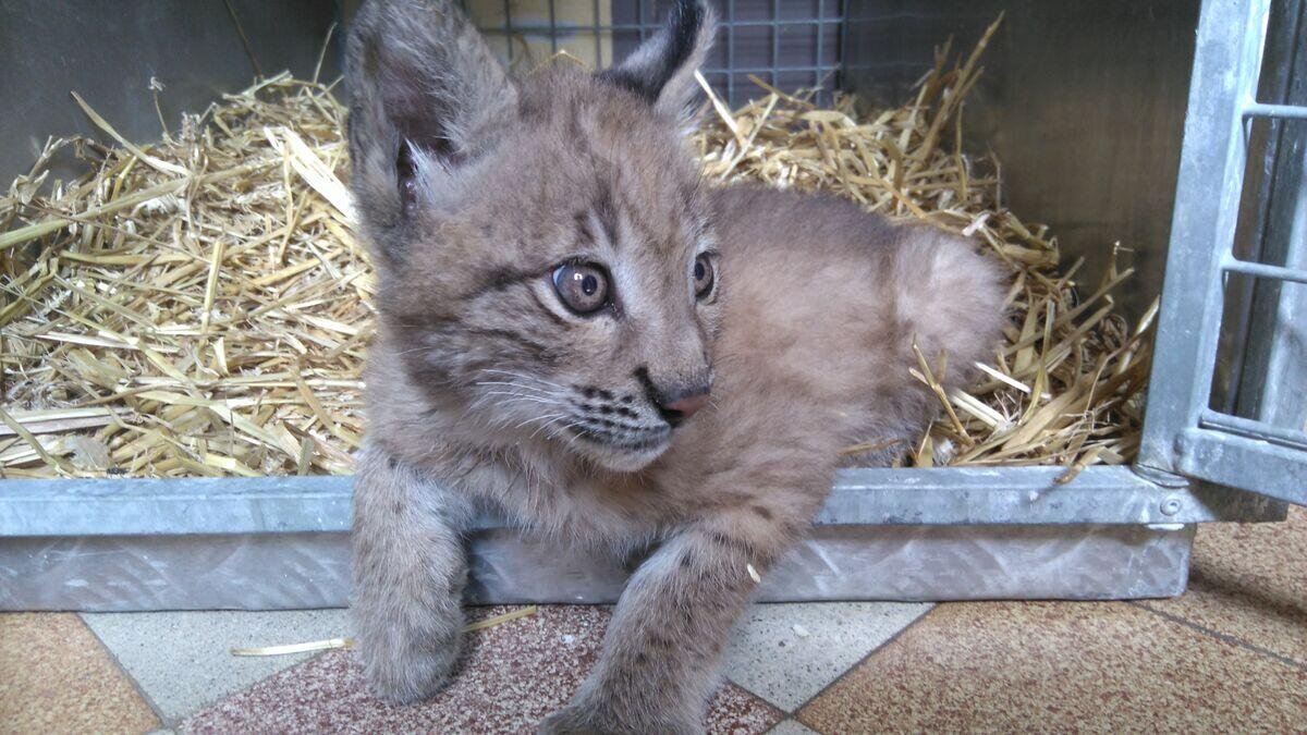 Lynx