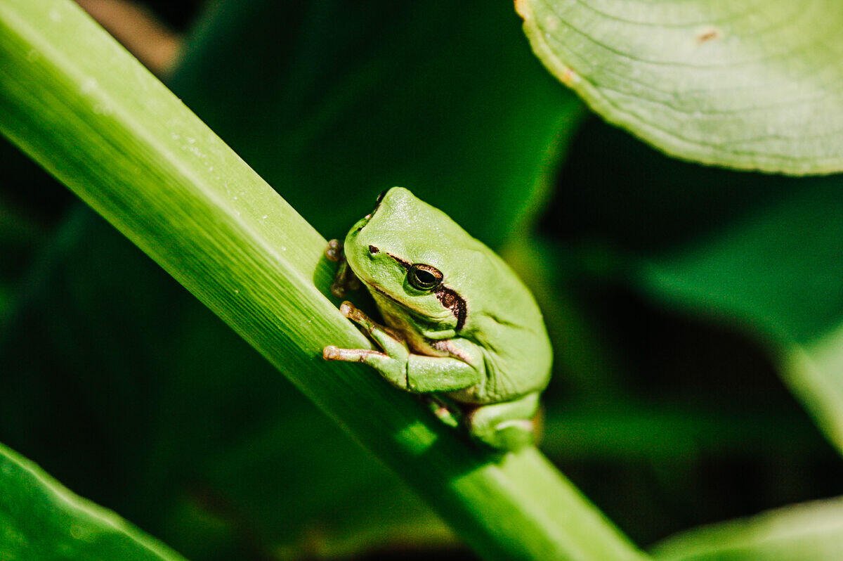 Grenouille