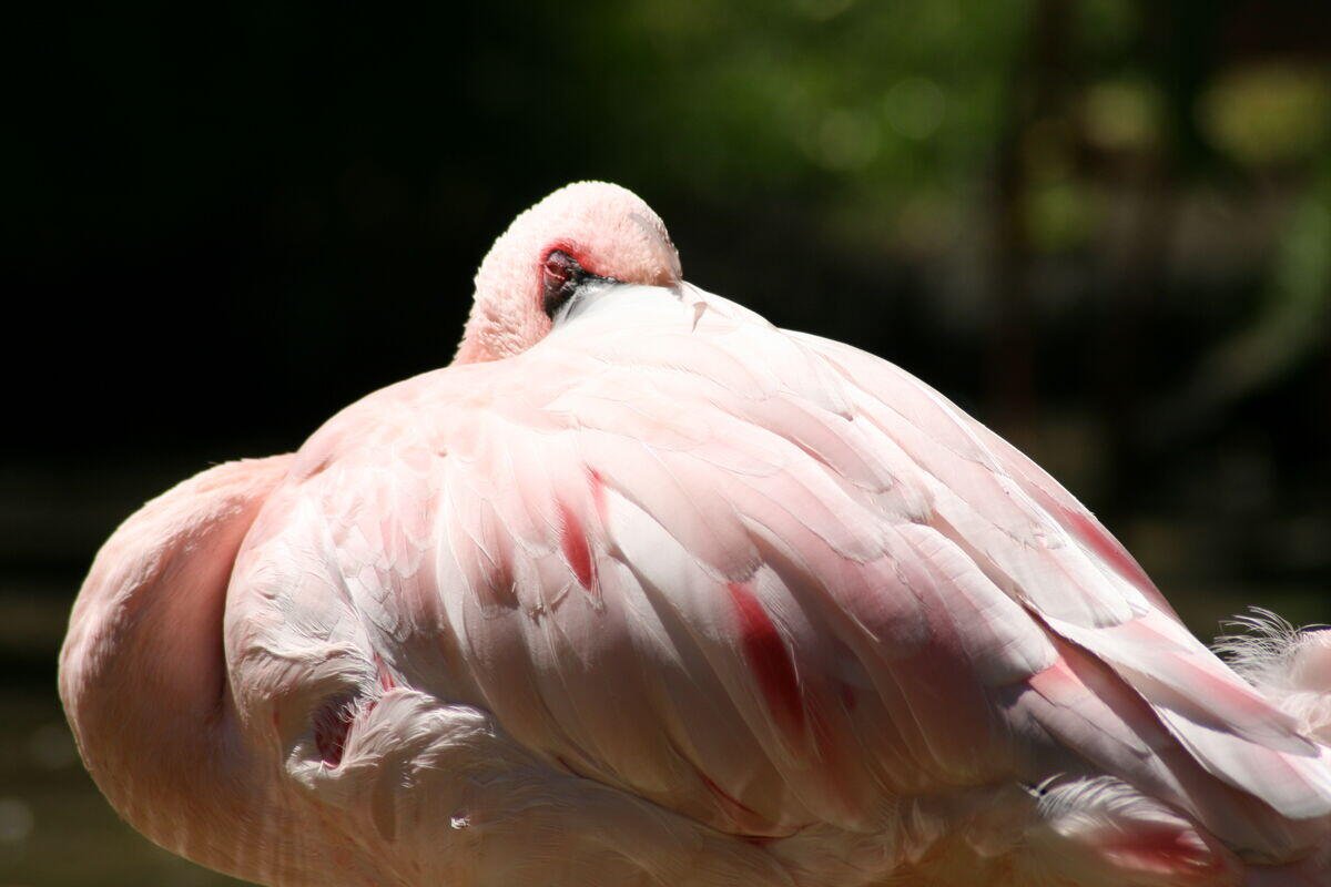 Flamant rose
