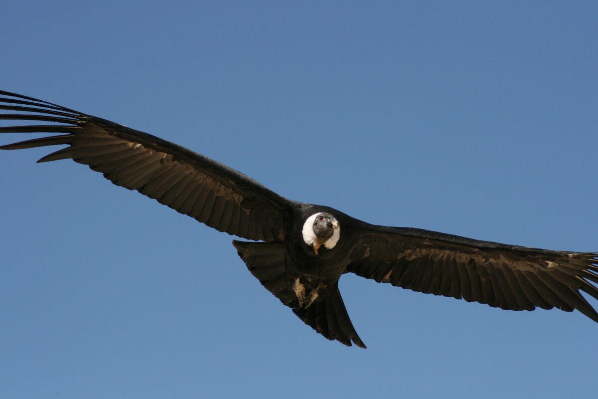 Condor en vol